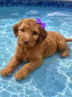 Becca, a female Aussiedoodle and Poodle - Standard  for sale in New Port Richey, FL – 2 of 2