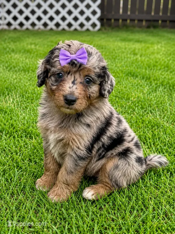 Capri F1bb – Miniature Bernedoodle puppy for sale in New Port Richey, FL