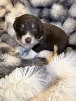 Stanley, a male Aussiedoodle for sale in New Port Richey, FL – Photo 1 of 5