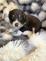 Stanley, a male Aussiedoodle for sale in New Port Richey, FL – Photo 2 of 5