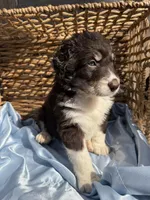 Stanley F1, a male Aussiedoodle for sale in New Port Richey, FL – Photo 2 of 2