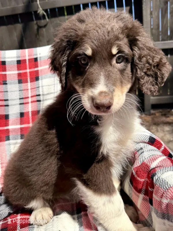 Stanley F1 – Aussiedoodle puppy for sale in New Port Richey, FL