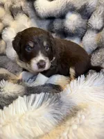 Stanley, a male Aussiedoodle for sale in New Port Richey, FL – Photo 4 of 5