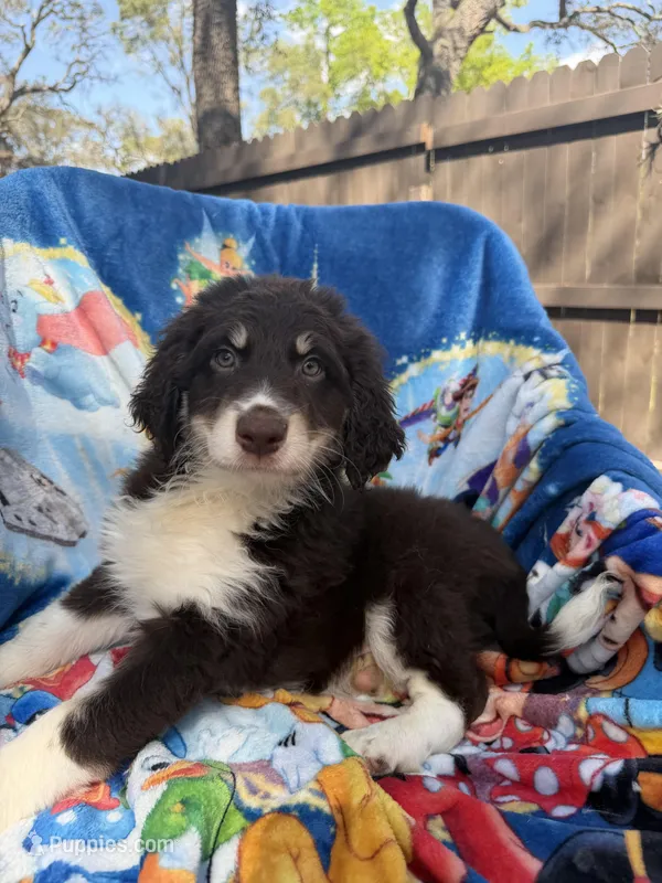 Stanley F1 – Aussiedoodle puppy for sale in New Port Richey, FL
