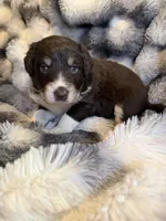 Stanley, a male Aussiedoodle for sale in New Port Richey, FL – Photo 5 of 5