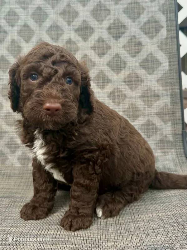 George – Miniature Goldendoodle puppy for sale in New Port Richey, FL