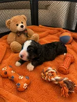Scar, a male Bernedoodle for sale in New Port Richey, FL – 3 of 3