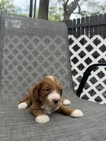 Esme, a female Miniature Goldendoodle for sale in New Port Richey, FL – 3 of 4