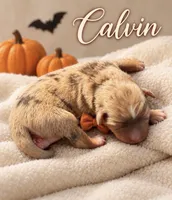 Calvin, a male Miniature Aussiedoodle for sale in New Port Richey, FL – 2 of 2