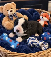 Simon, a male Bernedoodle for sale in New Port Richey, FL – 1 of 2