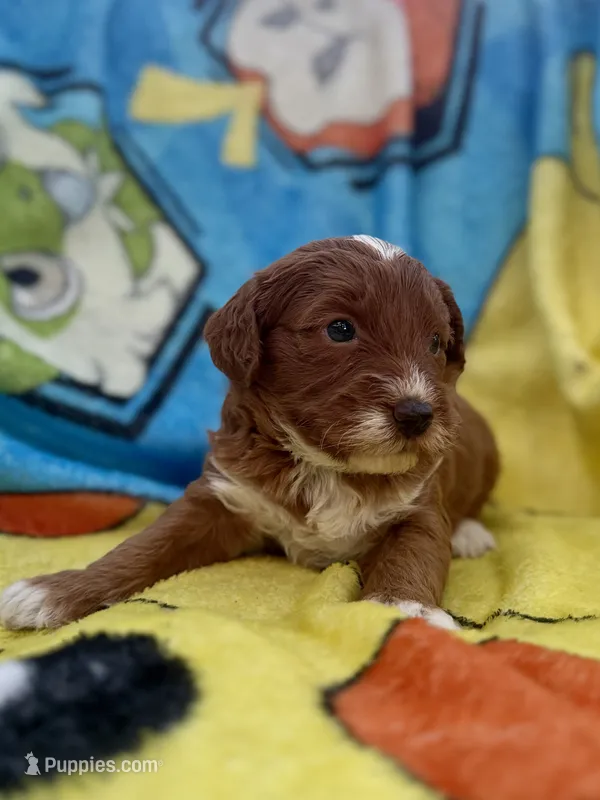 Eli – Miniature Goldendoodle puppy for sale in New Port Richey, FL