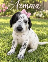 Aemma Dalmadoodle, a female Dalmatian and Poodle - Miniature  for sale in New Port Richey, FL – 1 of 2