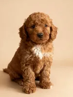 Gus, a male Miniature Goldendoodle for sale in New Port Richey, FL – 1 of 3