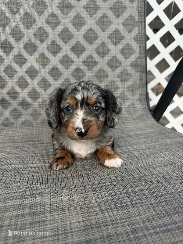 Fernando – Miniature Dachshund puppy for sale in New Port Richey, FL