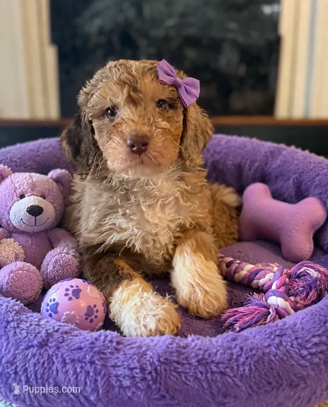 Bronte – Aussiedoodle, Poodle - Standard  puppy for sale in New Port Richey, FL