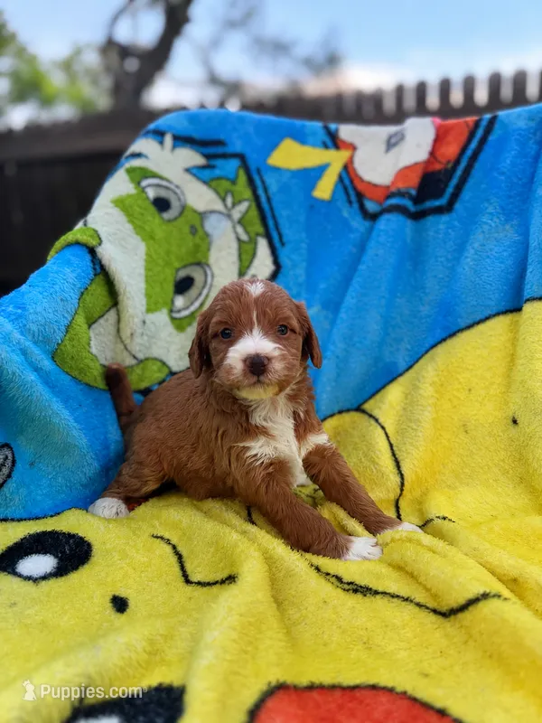 Esme – Miniature Goldendoodle puppy for sale in New Port Richey, FL