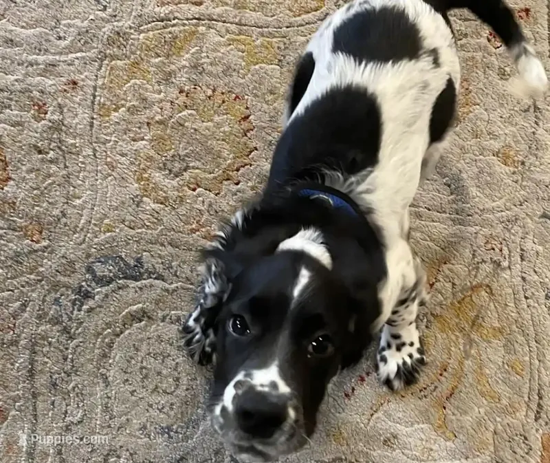 Peppy – Sprocker Spaniel puppy for sale in Corning, CA