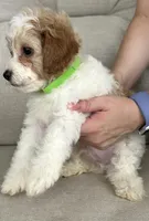 Mickey, a male Poodle - Miniature  for sale in Tavares, FL – 3 of 5