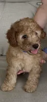 Tank, a male Poodle - Miniature  for sale in Tavares, FL – 3 of 6