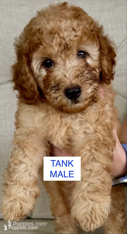 Tank – Poodle - Miniature  puppy for sale in Tavares, FL
