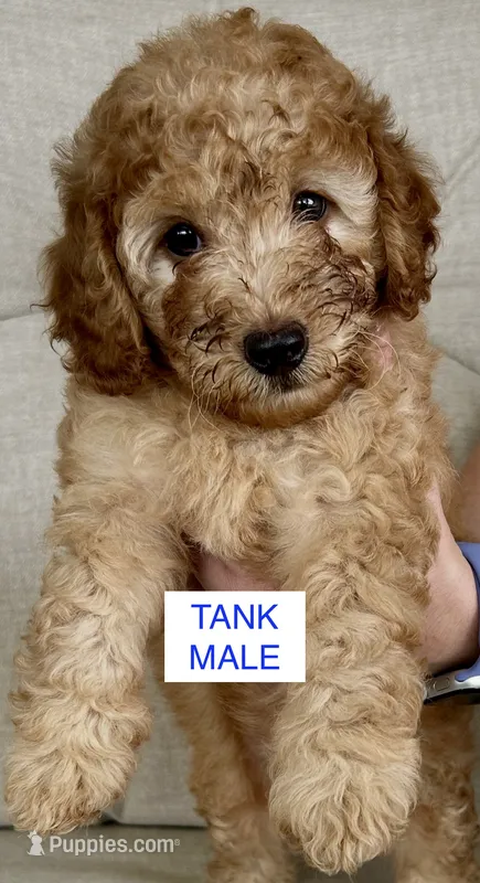 Tank – Poodle - Miniature  puppy for sale in Tavares, FL