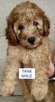 Tank, a male Poodle - Miniature  for sale in Tavares, FL – 1 of 6