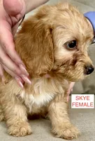 Skye, a female Poodle - Miniature  for sale in Tavares, FL – 2 of 5