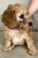 Skye, a female Poodle - Miniature  for sale in Tavares, FL – 3 of 5
