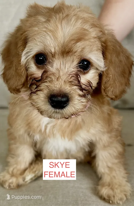Skye – Poodle - Miniature  puppy for sale in Tavares, FL