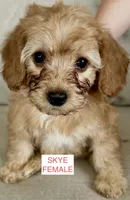 Skye, a female Poodle - Miniature  for sale in Tavares, FL – 1 of 5