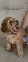 Tank, a male Poodle - Miniature  for sale in Tavares, FL – 4 of 6