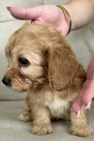 Skye, a female Poodle - Miniature  for sale in Tavares, FL – 4 of 5