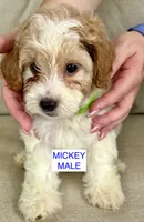 Mickey, a male Poodle - Miniature  for sale in Tavares, FL – 2 of 5