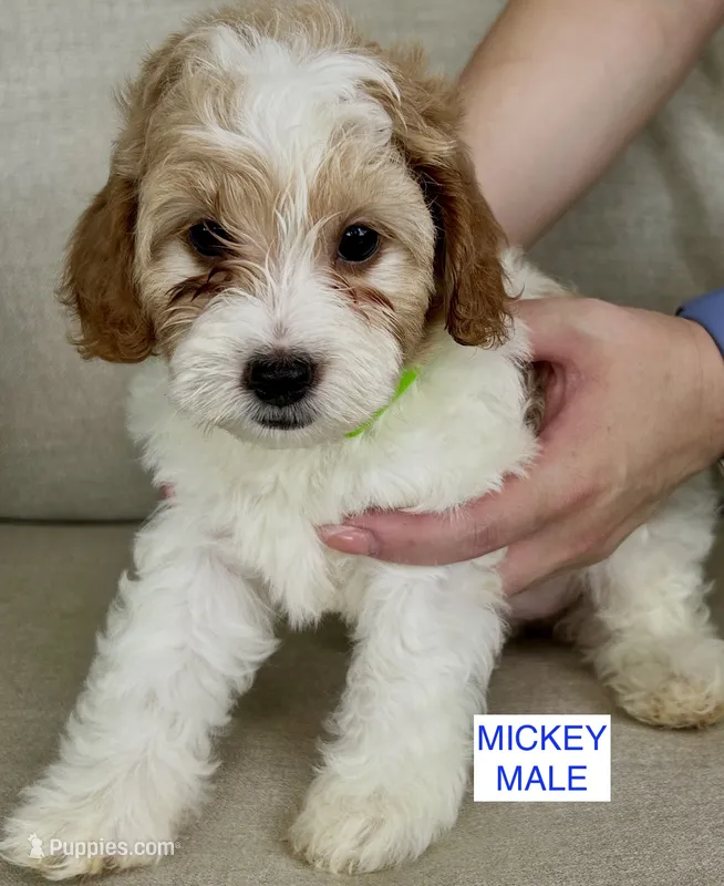 Mickey – Poodle - Miniature  puppy for sale in Tavares, FL