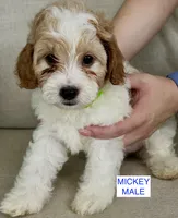 Mickey, a male Poodle - Miniature  for sale in Tavares, FL – 1 of 5