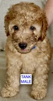 Tank, a male Poodle - Miniature  for sale in Tavares, FL – 2 of 6