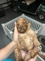 Tank, a male Poodle - Miniature  for sale in Tavares, FL – 5 of 6