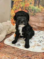 Sal, a male Aussiedoodle for sale in Lebanon, MO – 5 of 10