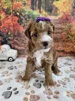 Sasha, a female Aussiedoodle for sale in Lebanon, MO – 9 of 10