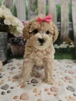 AKC - Hannah, a female Poodle - Miniature  for sale in Lebanon, MO – 2 of 10