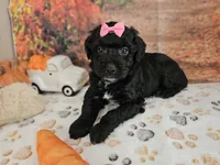 Sheena, a female Aussiedoodle for sale in Lebanon, MO – 2 of 10