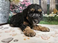 Elsa, a female Cavapoo for sale in Lebanon, MO – 1 of 9