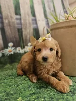 AKC - Heidi, a female Poodle - Miniature  for sale in Lebanon, MO – 9 of 9