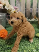 AKC - Heidi, a female Poodle - Miniature  for sale in Lebanon, MO – 2 of 9
