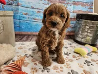 Isabell, a female Cavapoo for sale in Lebanon, MO – 8 of 10