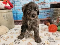Woody, a male Aussiedoodle for sale in Lebanon, MO – Photo 8 of 10