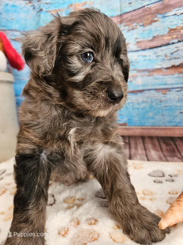 Woody – Aussiedoodle puppy for sale in Lebanon, MO
