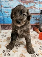 Woody, a male Aussiedoodle for sale in Lebanon, MO – Photo 5 of 10