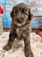 Woody, a male Aussiedoodle for sale in Lebanon, MO – Photo 4 of 10