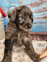 Woody, a male Aussiedoodle for sale in Lebanon, MO – Photo 10 of 10